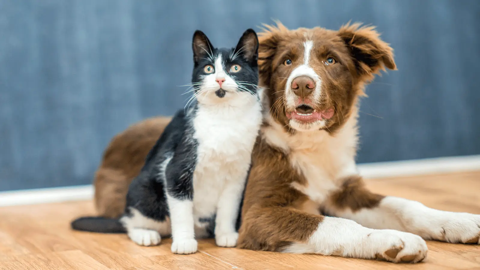 A Tuxedo Cat and Brown and White Dog look off screen